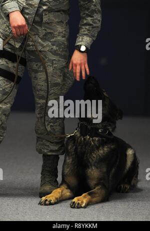 Senior Airman Amanda Puryear, 5 Security Forces Squadron Militär Hundeführer, beauftragt Leugnen, MWD, während Gehorsam Ausbildung am Minot Air Force Base, N.D., Jan. 23, 2017 zu bleiben. MWDs werden ausgebildet, um Sicherheit für Militärstützpunkte und Personal zu gewährleisten. Stockfoto