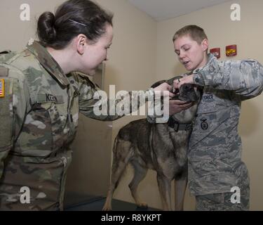 Us-Armee Kapitän (Dr.) Cassandra Kerwin, Offizier der tierärztlichen Behandlung in Wright-Patterson Air Force Base, Ohio, überprüft die Mundhygiene von Morgan, eine militärische Gebrauchshund, während Ihr handler Staff Sgt. Heather Albright, 88th Sicherheitskräfte Squadron Streifenpolizist, Vorlagen, 16. März 2017. Morgan erhält Routine Screening an der tierärztlichen Behandlung zweimal im Jahr. Stockfoto