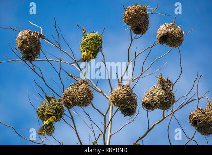 Mauritius, Riviere du Rempart Bezirk, Mapou, der Ecole du Nord, Nester von village Weaver (Ploceus cucullatus) Stockfoto