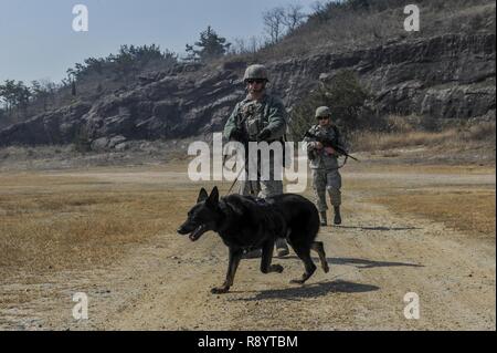 Us Air Force Staff Sgt. Todd Richey, 8 Security Forces Squadron Militär Hundeführer, führt seine K-9 in bestimmten Bereichen simulierte Bomben bei einem Feld Training bei Kunsan Air Base, die Republik Korea, 17. März 2017 zu erkennen. Militärische Arbeitshunde beteiligen sich an dieser Ausbildung, die von führenden Sicherheitskräfte Mitglieder durch Bereiche, die von Sprengstoffen gelöscht wurden. Stockfoto