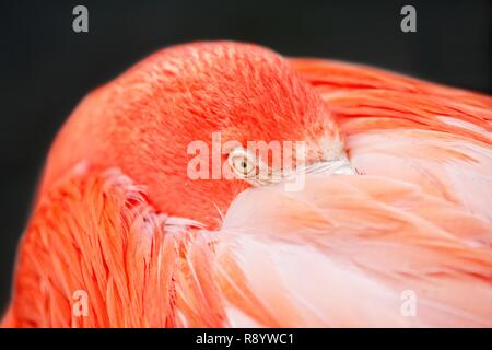 Nahaufnahme von einem Flamingo - lebende Koralle Farbe mit schwarzem Hintergrund. Stockfoto