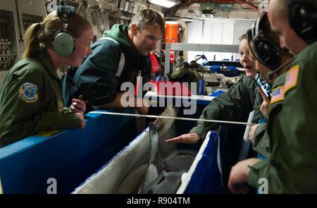 Mitglieder von der 446th Aeromedical Evacuation Squadron ein Delphin aus der US-Navy Marine Mammal Program fliegen an Bord einer C-17 Globemaster III zum 13. März 2017 betrieben zu untersuchen. Die 446th AES waren die Unterstützung nach Bedarf, indem den Handler des Dolphin. Stockfoto