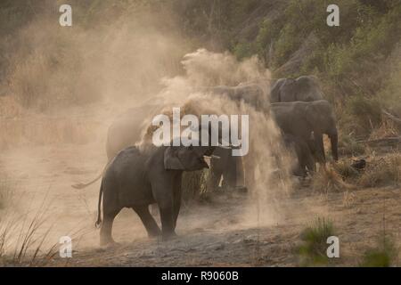 Indien, Uttarakhand, Jim Corbett National Park, asiatischen oder Asiatischer Elefant (Elephas maximus), Staub, Badewanne Stockfoto