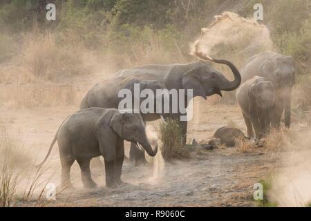 Indien, Uttarakhand, Jim Corbett National Park, asiatischen oder Asiatischer Elefant (Elephas maximus), Staub, Badewanne Stockfoto