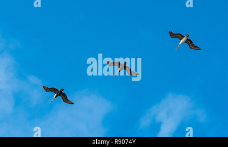 Drei Pelikane fliegen in Formation auf den Galapagos Inseln Stockfoto