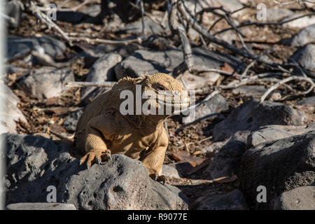 Gelbe Land Iguana erwärmt sich in der Sonne auf den Galapagos Inseln Stockfoto