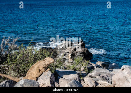 Gelbe Land Iguana erwärmt sich in der Sonne auf den Galapagos Inseln Stockfoto