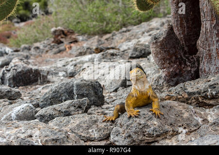 Ein leguan Land mit einem schönen gelben Haut beobachtet Touristen von einem Stein auf South Plaza Insel Stockfoto