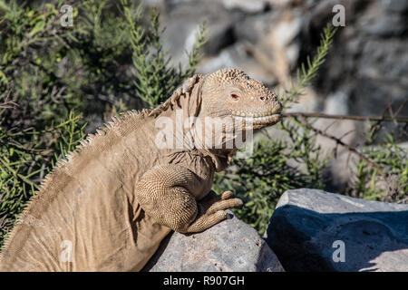 Gelbe Land Iguana erwärmt sich in der Sonne auf den Galapagos Inseln Stockfoto