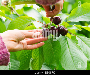 Eine Nahaufnahme der Frauen Hände Kirschen vom Baum pflücken. Stockfoto