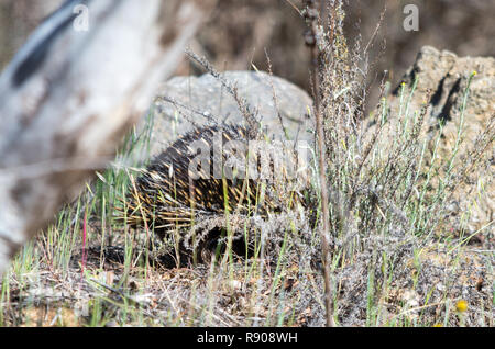 Echidna Nahrungssuche in eine Rasenfläche an einem sonnigen Tag Stockfoto