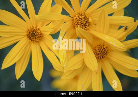 Topinambur Blumen gegen den blauen Himmel. Gelbe Blumen der Helianthus tuberosus Anlage Stockfoto