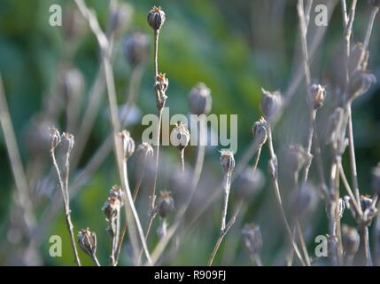 Samenkapseln auf getrocknete Stängel einer Anlage im Spätherbst im Garten. Das Ende der Saison. Winter nähert sich Stockfoto