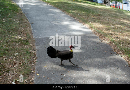Eine australische Brushturkey (Alectura lathami) über einen Fußweg in einem öffentlichen Park, Brisbane, Queensland, Australien Stockfoto