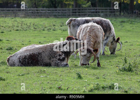 Vollblut Englisch Longhorn Rinder, hier in der Grafschaft Oxfordshire in England gesehen. Stockfoto