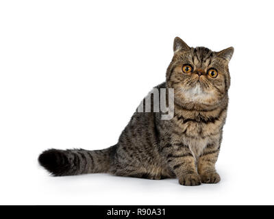 Adorable schwarz gestromten Exotic Shorthair Katze Kätzchen, sitzt seitlich mit Schwanz hinter dem Körper. Suchen neben Kamera mit großen runden orange Augen. Isoliert Stockfoto