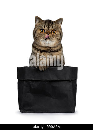 Adorable schwarz gestromten Exotic Shorthair Katze Katze, sitzend in schwarzem Papier Beutel mit Pfoten an Kante und die Zunge raus. Auf Kamera mit großen runden orange Stockfoto