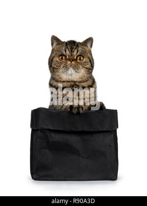 Adorable schwarz gestromten Exotic Shorthair Katze Katze, sitzend in schwarzem Papier Beutel mit den Vorderpfoten auf Kante. Direkt an der Kamera mit großen runden orange Stockfoto