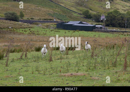 Schafe auf Cwm Farm, Capel Curig, Snowdonia, North Wales Stockfoto