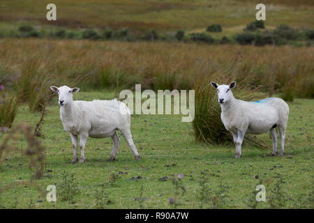 Schafe auf Cwm Farm, Capel Curig, Snowdonia, North Wales Stockfoto