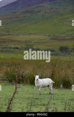 Schafe auf Cwm Farm, Capel Curig, Snowdonia, North Wales Stockfoto