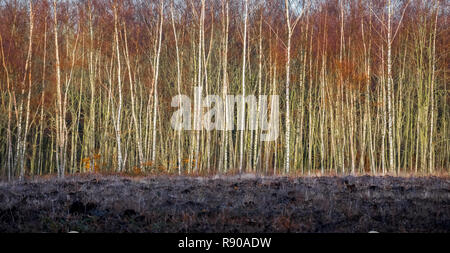 Silver Birch Bäumen vor einer Waldlichtung. Stockfoto