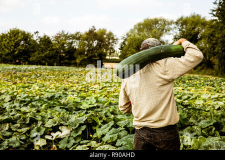 Ansicht der Rückseite des Landwirts stehen in einem Feld, die großen grünen Kürbis auf seiner Schulter. Stockfoto