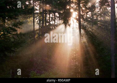 Sonne scheint durch die immergrünen Bäume bei Sonnenaufgang. Stockfoto