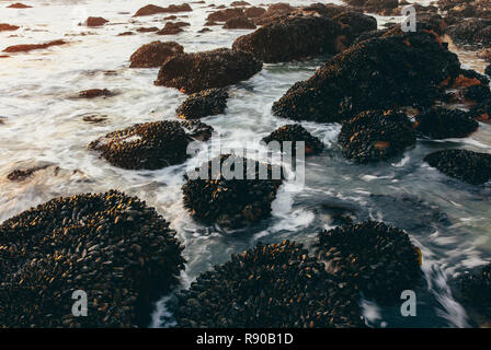 Lange Belichtung von Muscheln bedeckte Felsen und eingehende Surfen und Wellen in der Dämmerung, Point Reyes National Seashore, CA Stockfoto