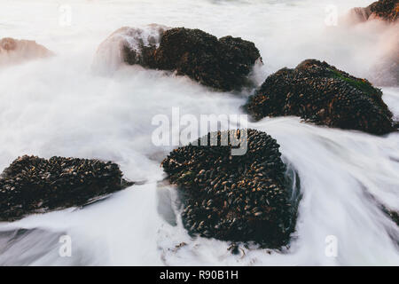 Lange Belichtung von Muscheln bedeckte Felsen und eingehende Surfen und Wellen in der Dämmerung, Point Reyes National Seashore, CA Stockfoto