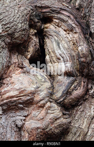Detail der bizarren Formen der Rinde von sehr alten Willow Stockfoto