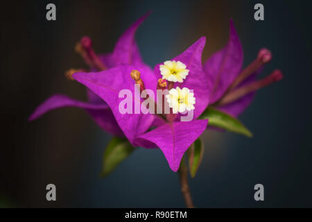 Bougainvillea Blumen Textur und Hintergrund. Lila Blüten von Bougainvillea Baum. Nahaufnahme der Bougainvillea violett Blume. Bunte purple Flow Stockfoto
