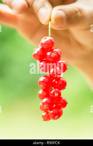 Rote Johannisbeere Beeren durch eine weibliche Hand gehalten Stockfoto