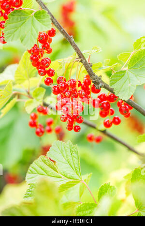 Rote Johannisbeere Beeren am Strauch Stockfoto