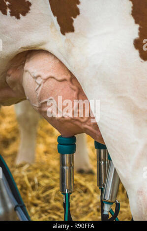 Euter einer Milchkuh mit melkmaschine angeschlossen Stockfoto