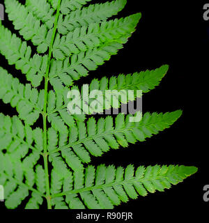 Farn Blatt auf schwarzen Hintergrund. Grün und Verdent Wedel. Blatt Wedel. Stockfoto