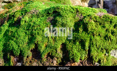 Moss Detail auf einem Felsen. Verdent und Grün. Moss Close-up Stockfoto