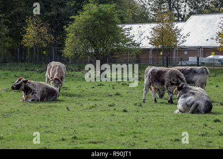 Vollblut Englisch Longhorn Rinder, hier in der Grafschaft Oxfordshire in England gesehen. Stockfoto