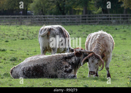 Vollblut Englisch Longhorn Rinder, hier in der Grafschaft Oxfordshire in England gesehen. Stockfoto