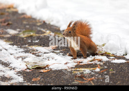 Eurasischen Eichhörnchen (Sciurus vulgaris) auf dem Boden auf der Suche nach Samen und Essen im Schnee. In der Wintersaison ist schwierig für Eichhörnchen, Nahrung zu finden und von Stockfoto