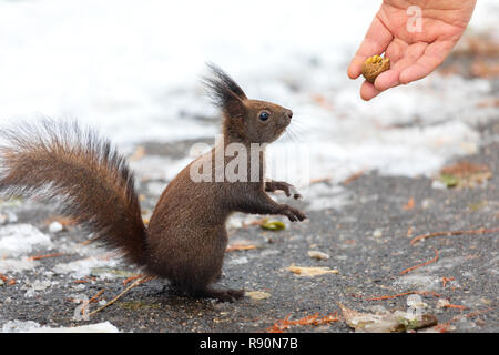 Eurasischen Eichhörnchen (Sciurus vulgaris), die Muttern von Hand. In der Wintersaison ist schwierig für Eichhörnchen essen und Menschen zu finden, oft füttern Stockfoto