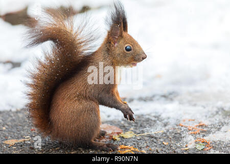 Eurasischen Eichhörnchen (Sciurus vulgaris) auf dem Boden auf der Suche nach Samen und Essen im Schnee. In der Wintersaison ist schwierig für Eichhörnchen, Nahrung zu finden und von Stockfoto