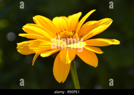 Nahaufnahme einer einzelnen Blüte Gelb heliopsis auf dem Grün unscharfen Hintergrund, selektiver Fokus Stockfoto