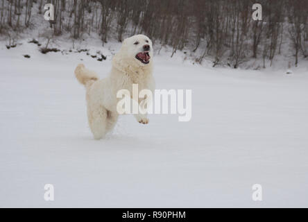 Porträt der Maremma Schäferhund läuft in den Abruzzen Schnee Stockfoto
