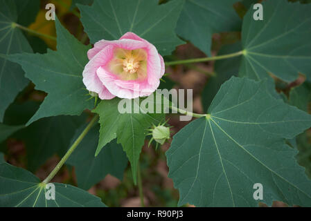 Hibiscus mutabilis rosa und weißen Blüten Stockfoto