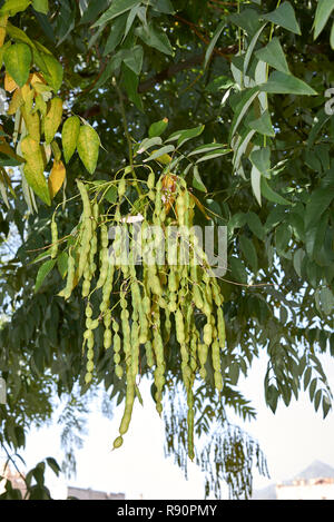 Styphnolobium japonicum Zweig mit Samenkapseln Stockfoto