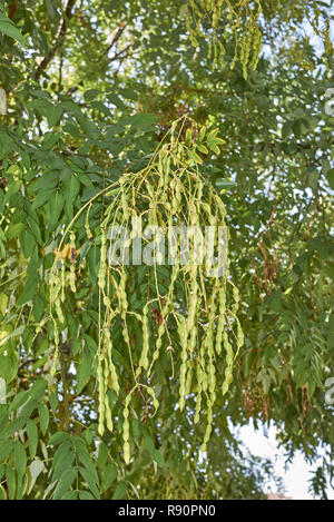 Styphnolobium japonicum Zweig mit Samenkapseln Stockfoto