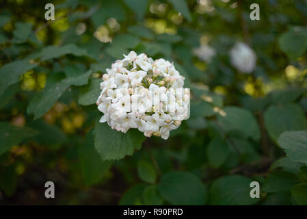 Viburnum carlcephalum Zweig mit Blume Stockfoto