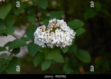 Viburnum carlcephalum Zweig mit Blume Stockfoto