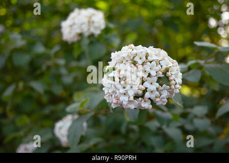 Viburnum carlcephalum Zweig mit Blume Stockfoto